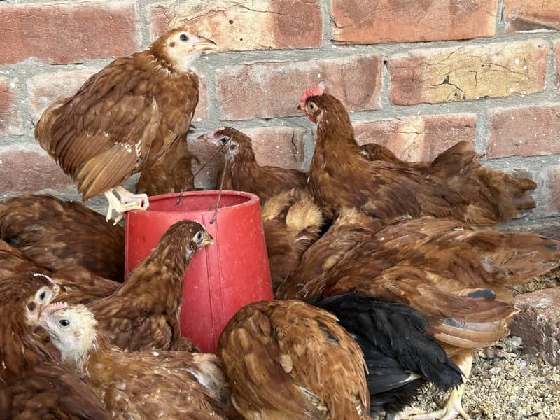 Australorp & Rir Chikes 5