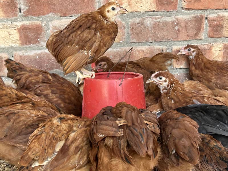 Australorp & Rir Chikes 6