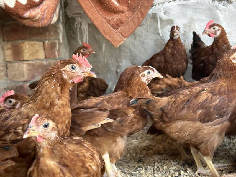 Australorp & Rir Chikes 7