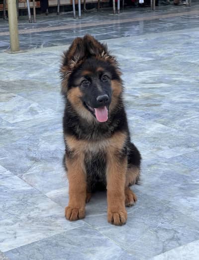 german shepherd pups long coat