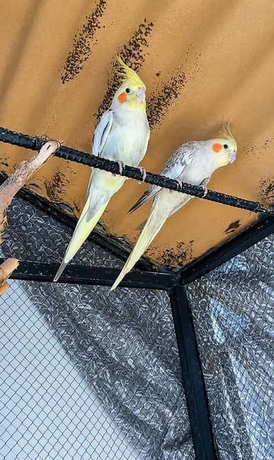 Beautiful Breeder Cocktail Pair (Male Handtame) for sale 03204648428