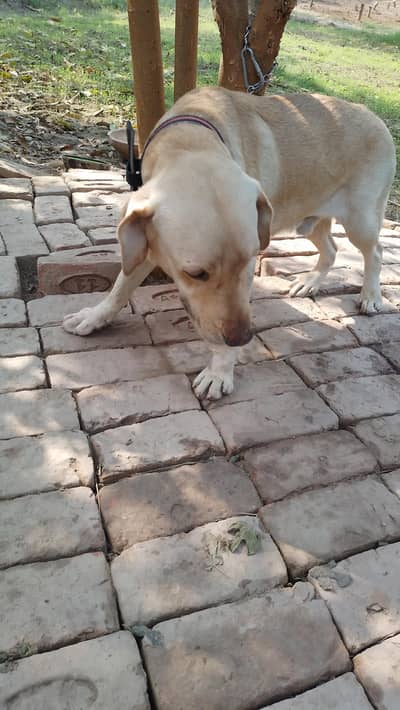 Labrador dog Available for Urgent Sale