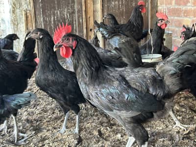 Australorp Hens 03029596978