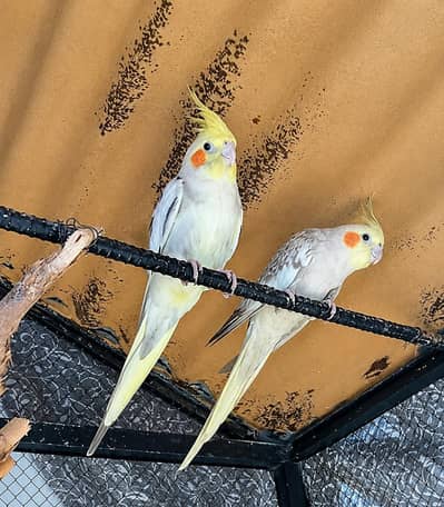 Beautiful Breeder Cocktail Pair (Male Handtame) for sale 03204648428