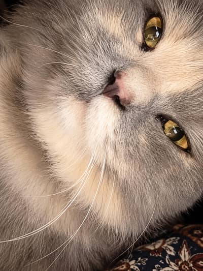 Female Persian cat triple coat