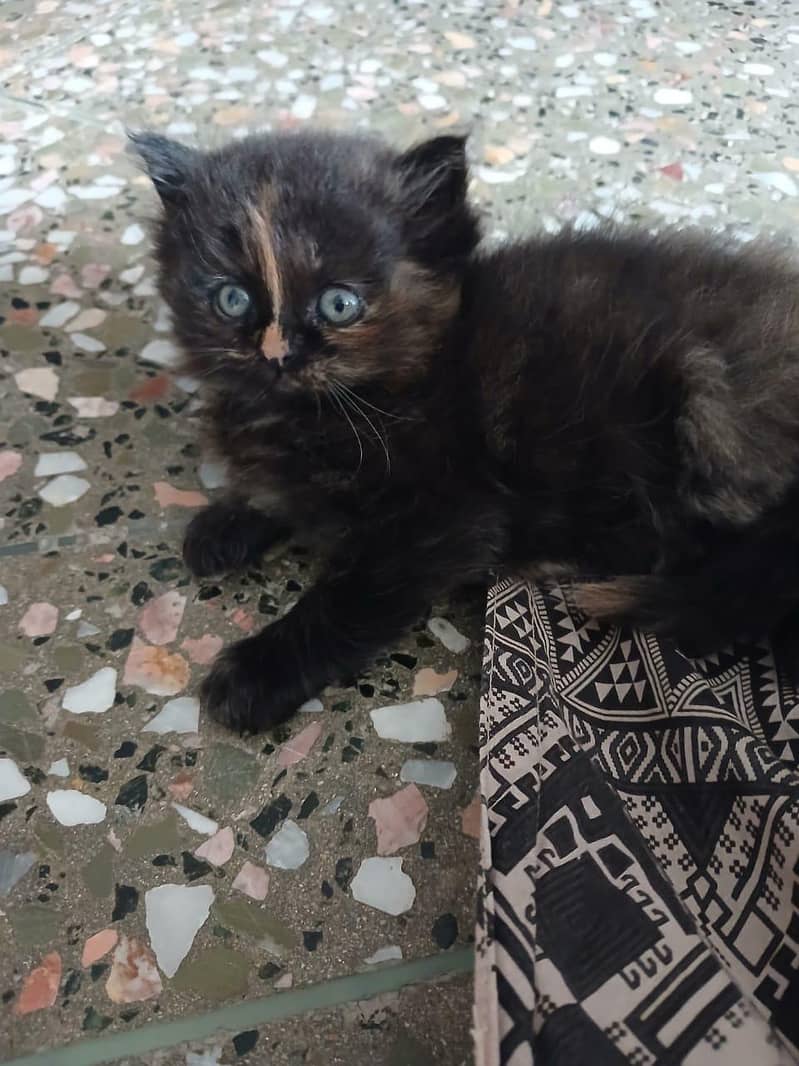 Persian cats 0
