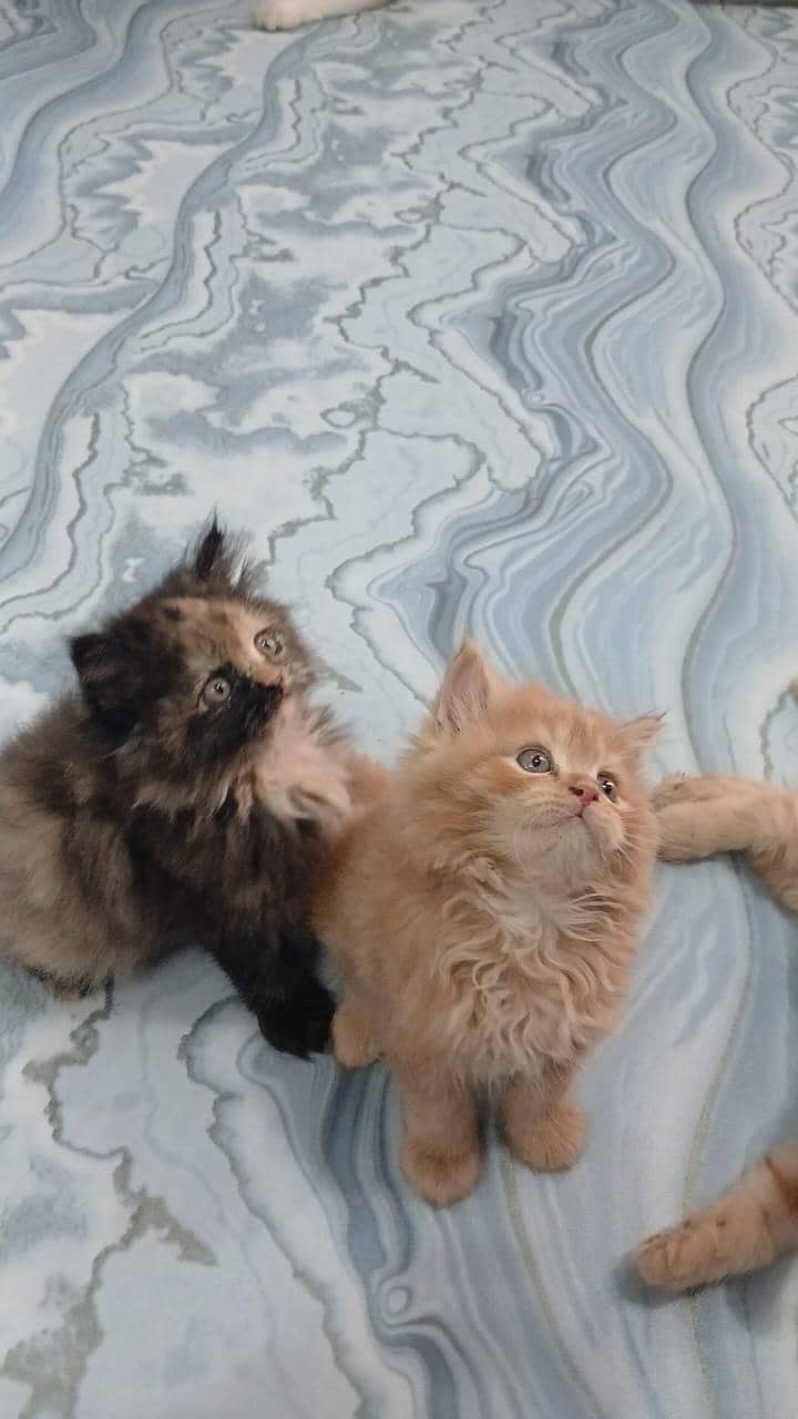 Persian cats 1