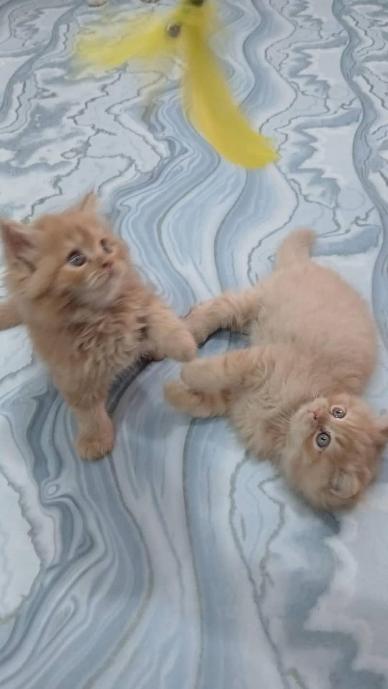 Persian cats 3