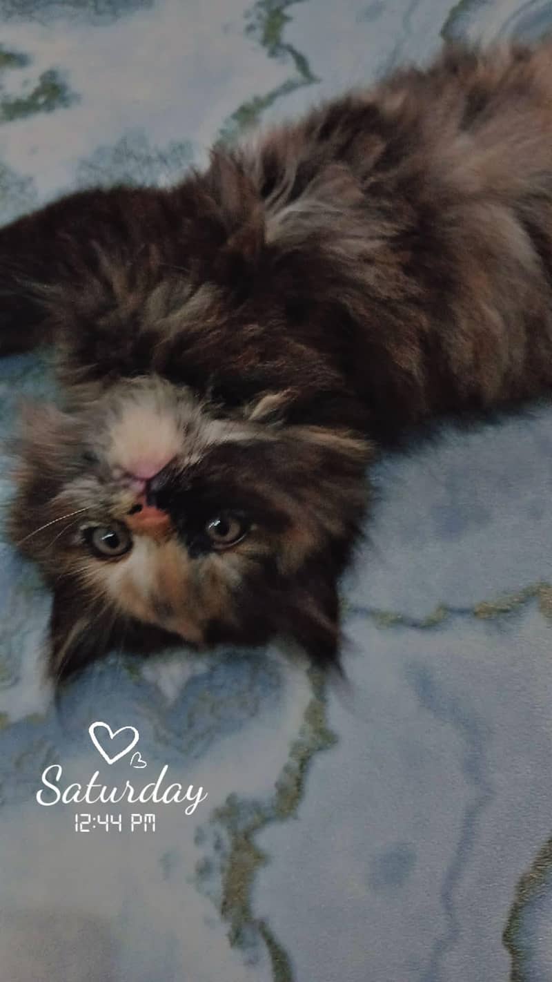 Persian cats 4