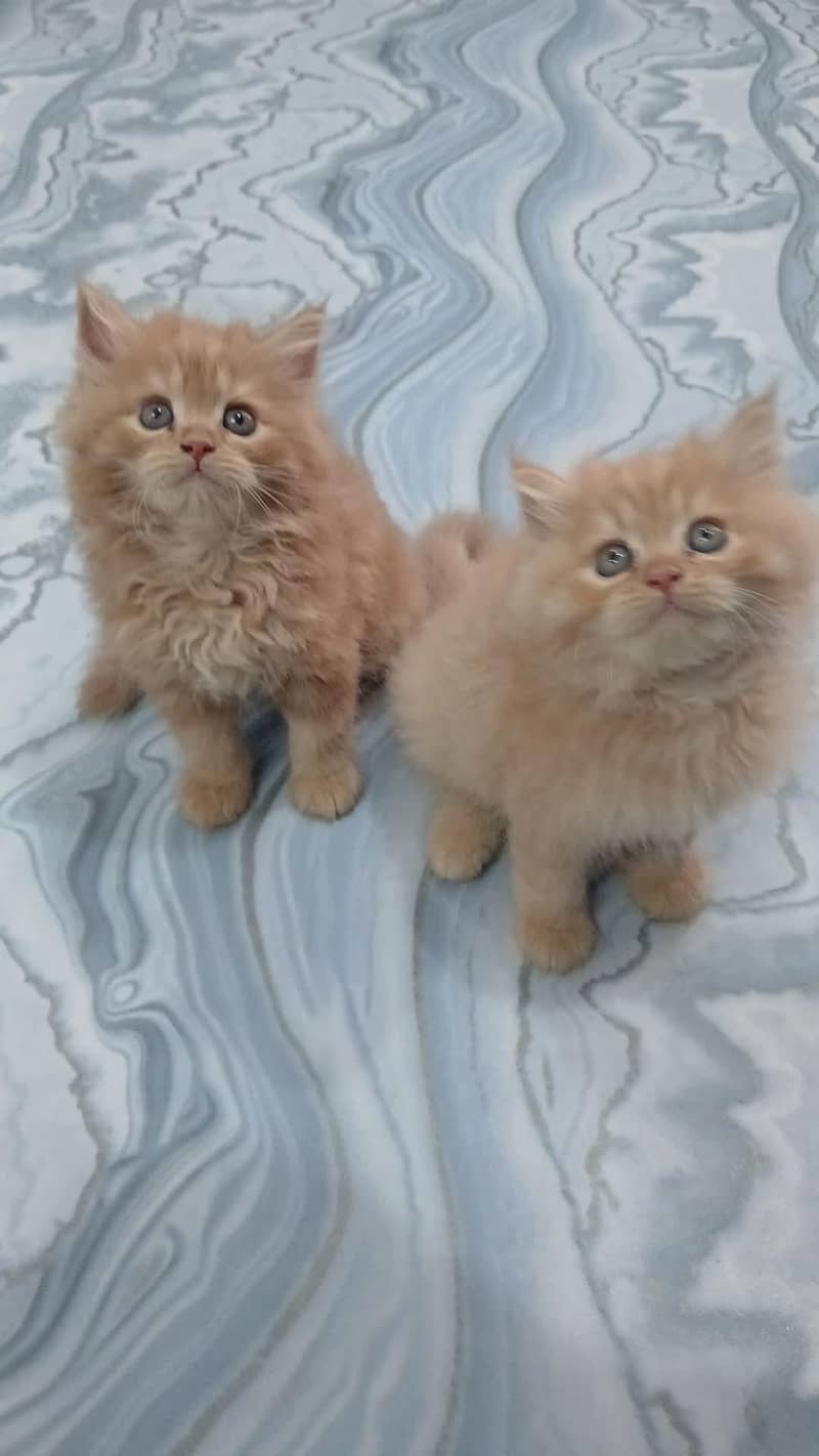 Persian cats 5