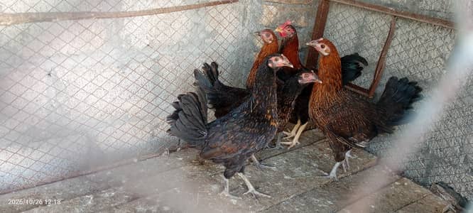 4 female 1 male