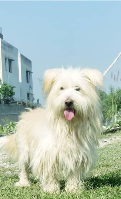 Russian poodle men vaccine ke for sale