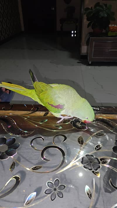 3 year female parrot very healthy and talking more Worlds