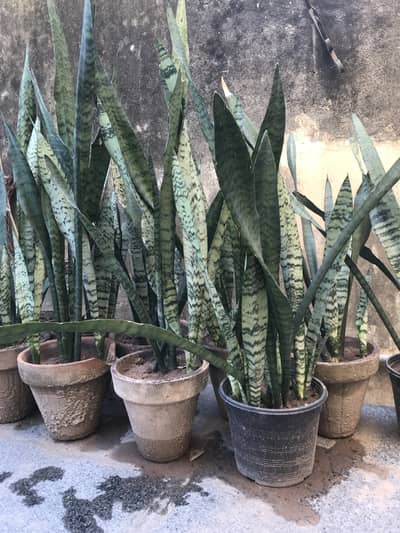Snake plants
