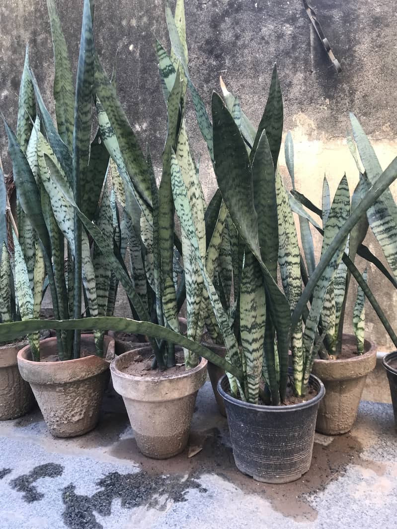 Snake plants 0
