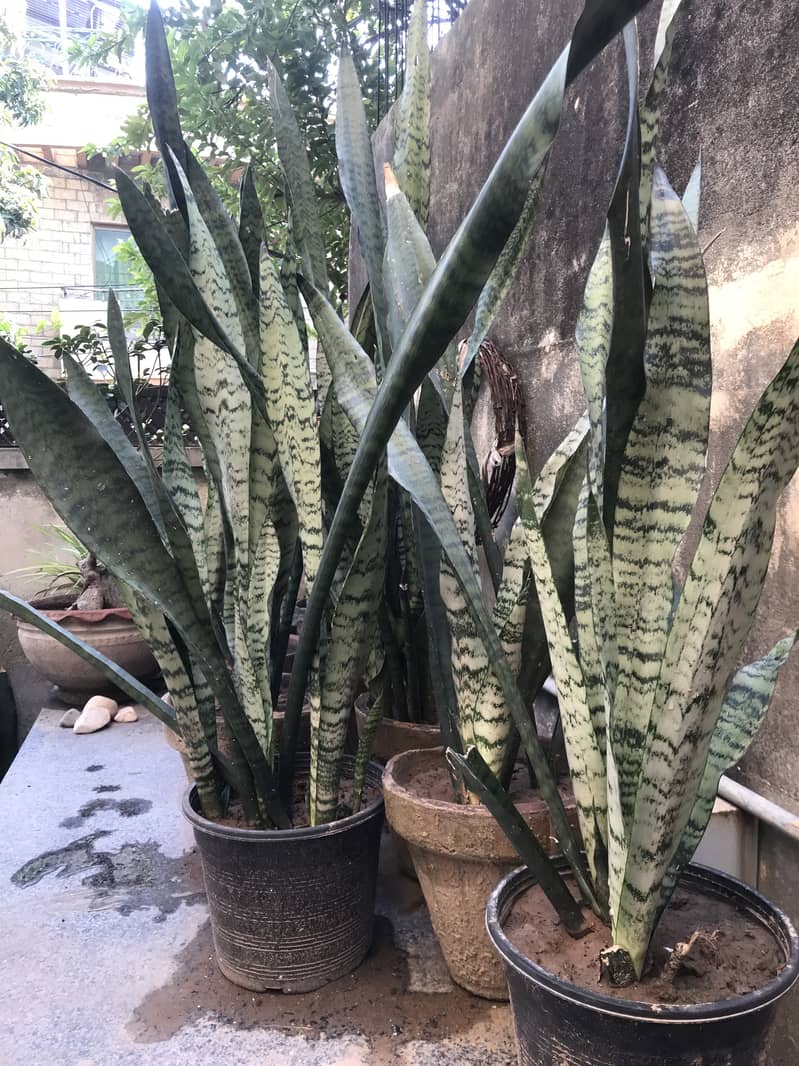 Snake plants 1