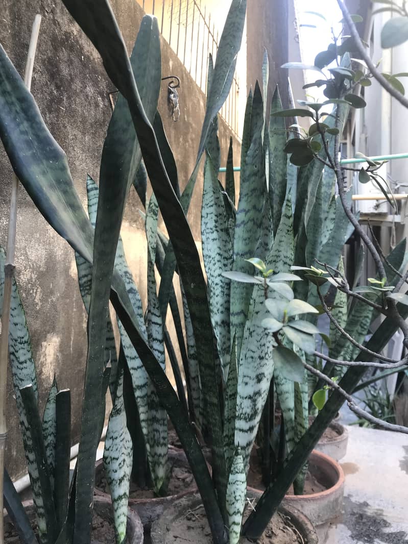 Snake plants 2