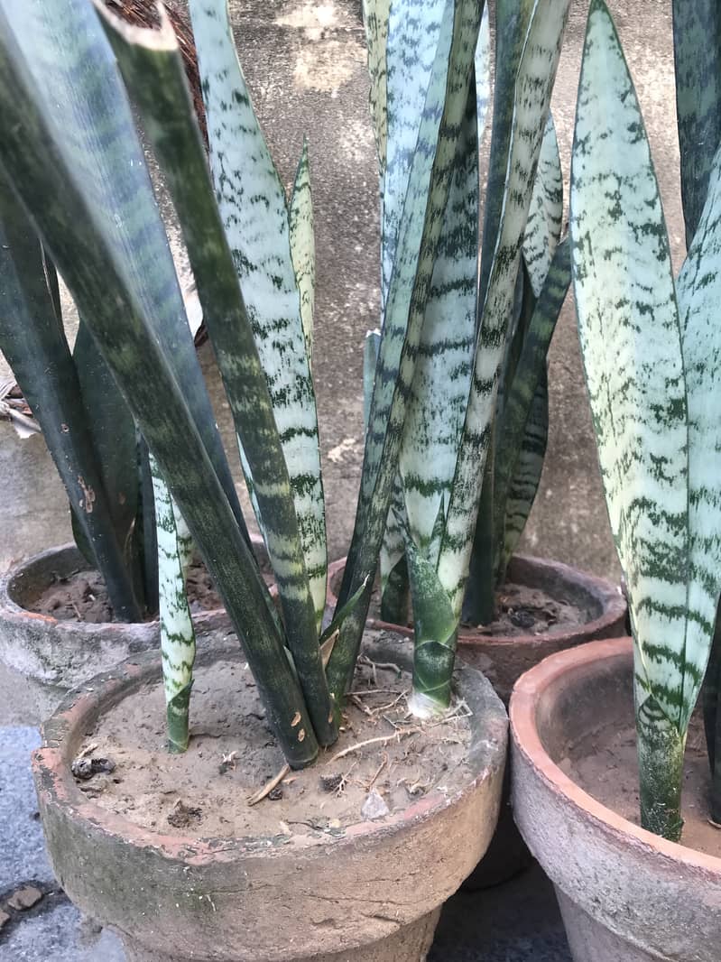 Snake plants 3