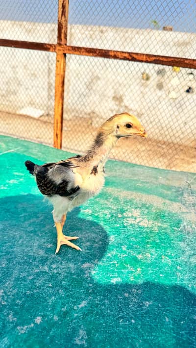 shamo cross and pure Thai aseel chicks for sale