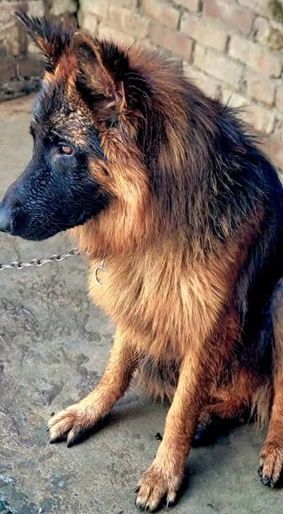 Long Coat German Shepherd For Sale