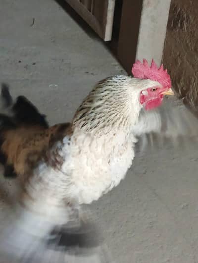 10 Months Old Beautiful Desi Murgha for Sale