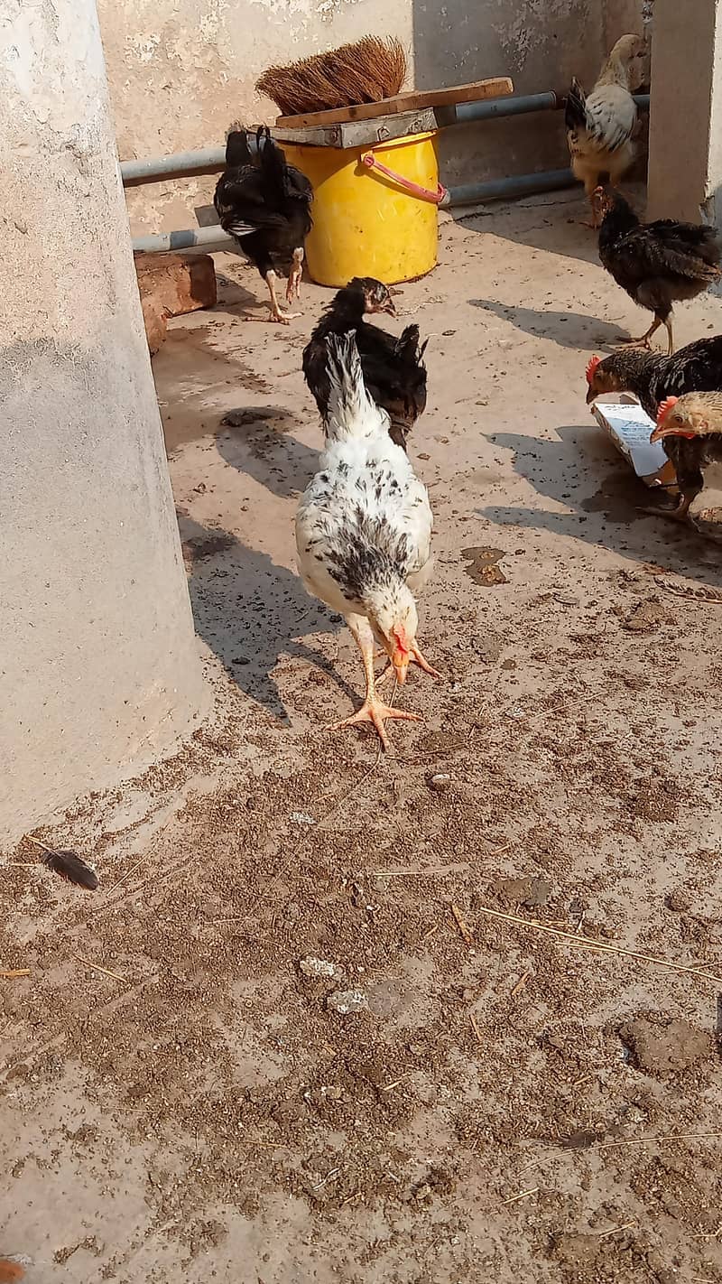 Dasi cozaa 2
