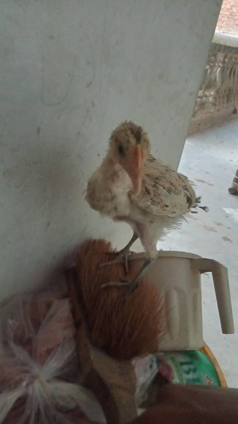 Dasi cozaa 4