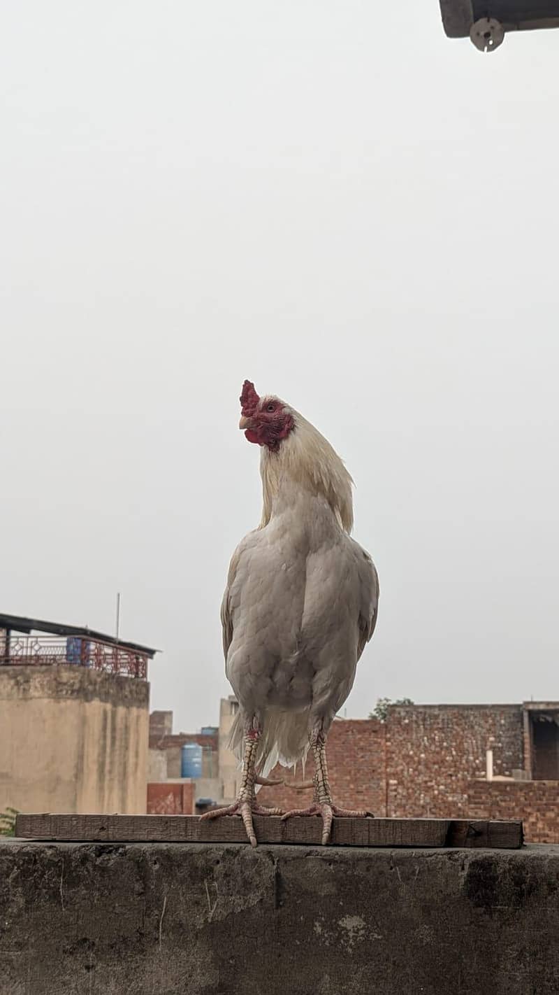 Aseel heera 0
