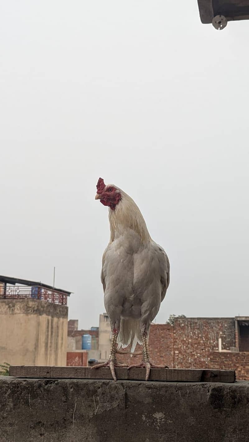 Aseel heera 1