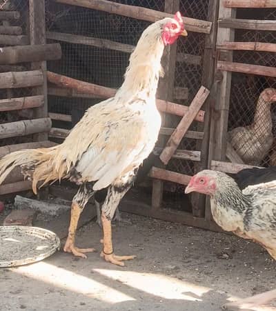 aseel Sindhi pair , Desi hens