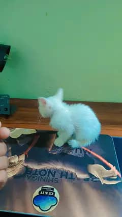 Persian kittens