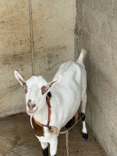 Bakri Danton mein 4 hoi hai or achy structure ki hai best for breading