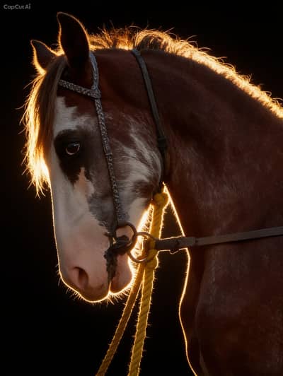 Horse