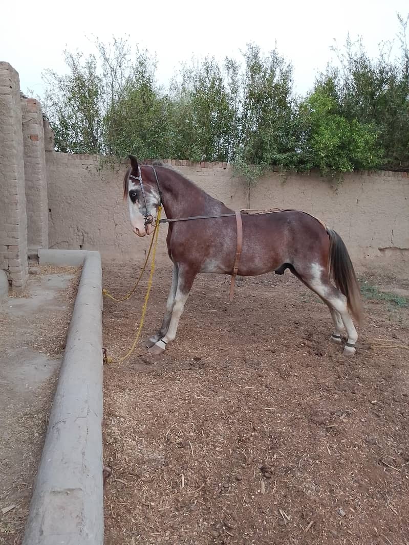 Horse 1
