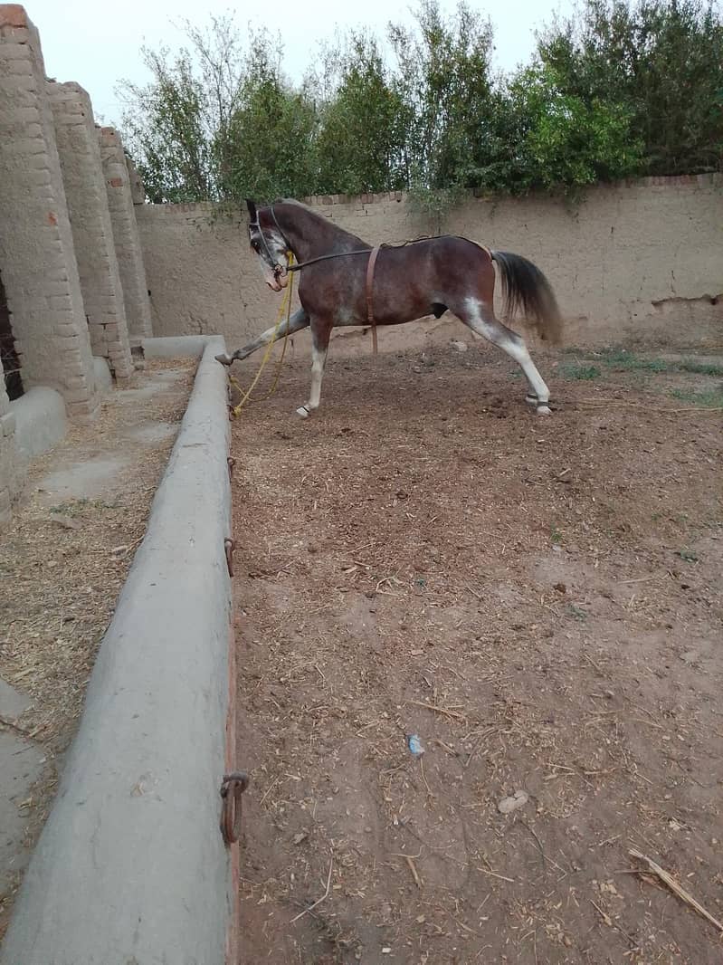 Horse 2