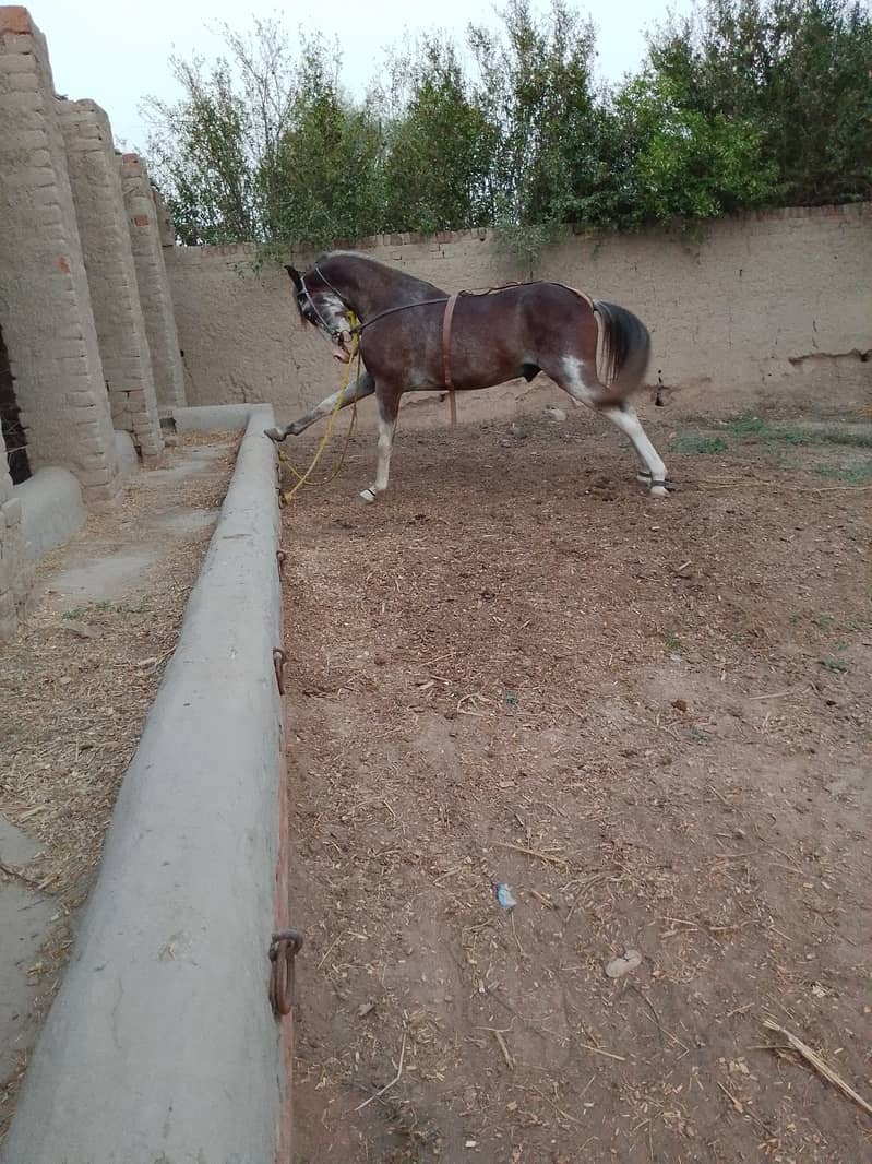Horse 4