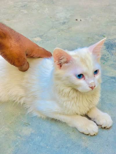 Sala cate