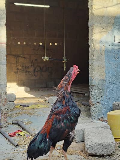 Sindhi Aseel Murga for Sale | Beautiful Black & Red Colour