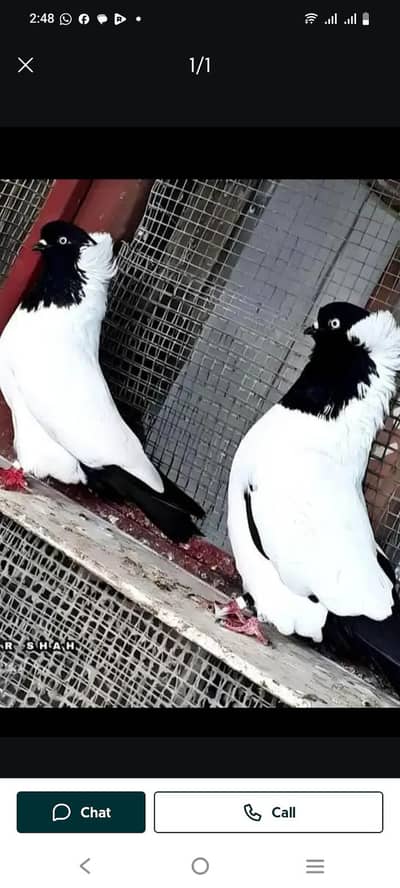 English Breard Nun