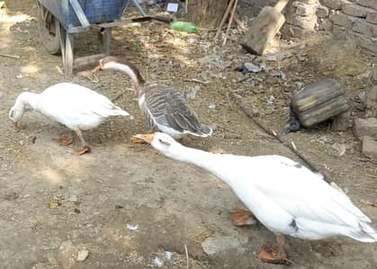 ducks Hans