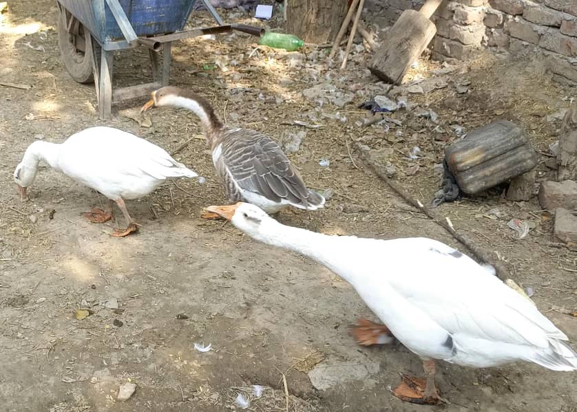 ducks Hans 0
