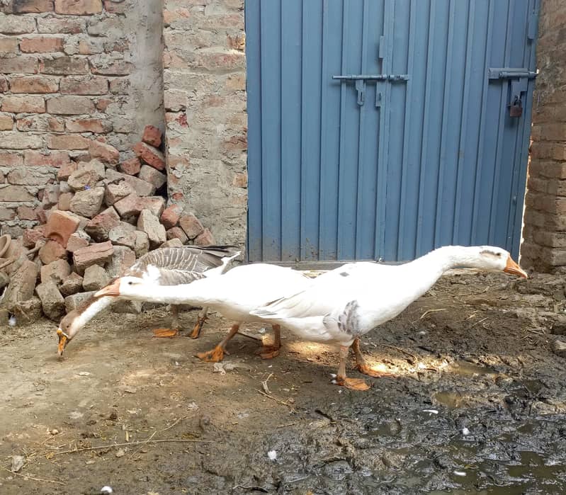 ducks Hans 1
