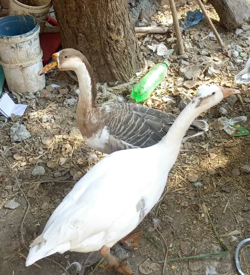 ducks Hans 2
