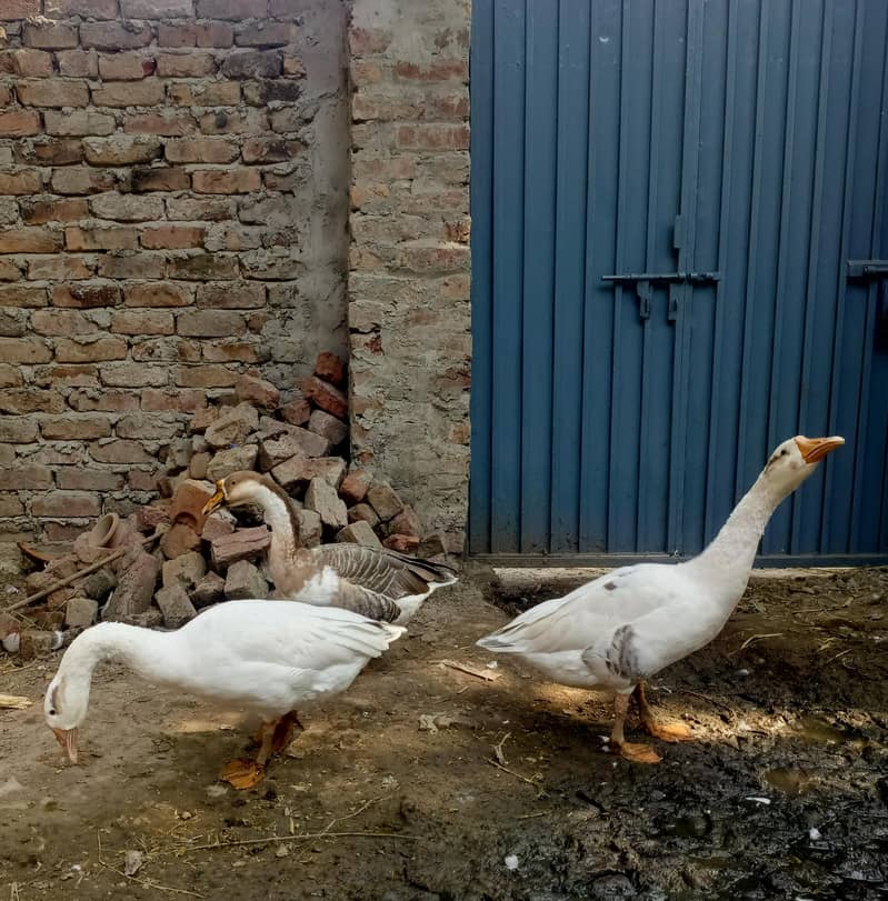 ducks Hans 3