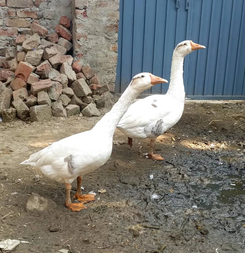 ducks Hans 4