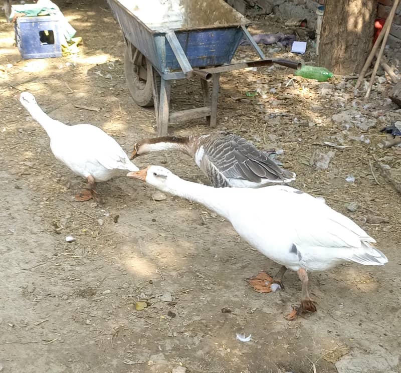 ducks Hans 5