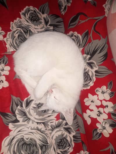 Persian Cat Blue And Goldan Eyes