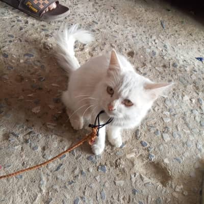 Persian cat