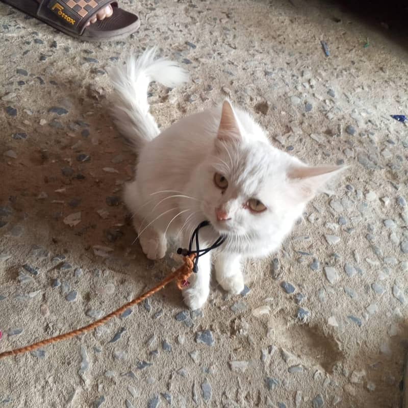 Persian cat 0