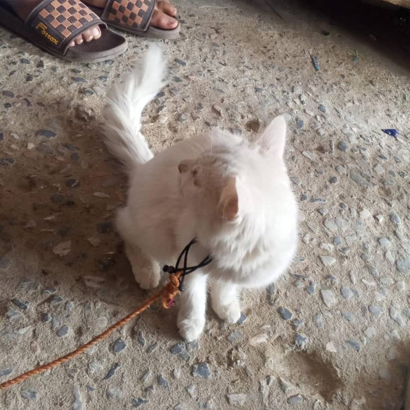 Persian cat 1
